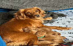 Cocker Spaniel dogs for sale: Pedigree Cocker Spaniel Puppies  - Image 15