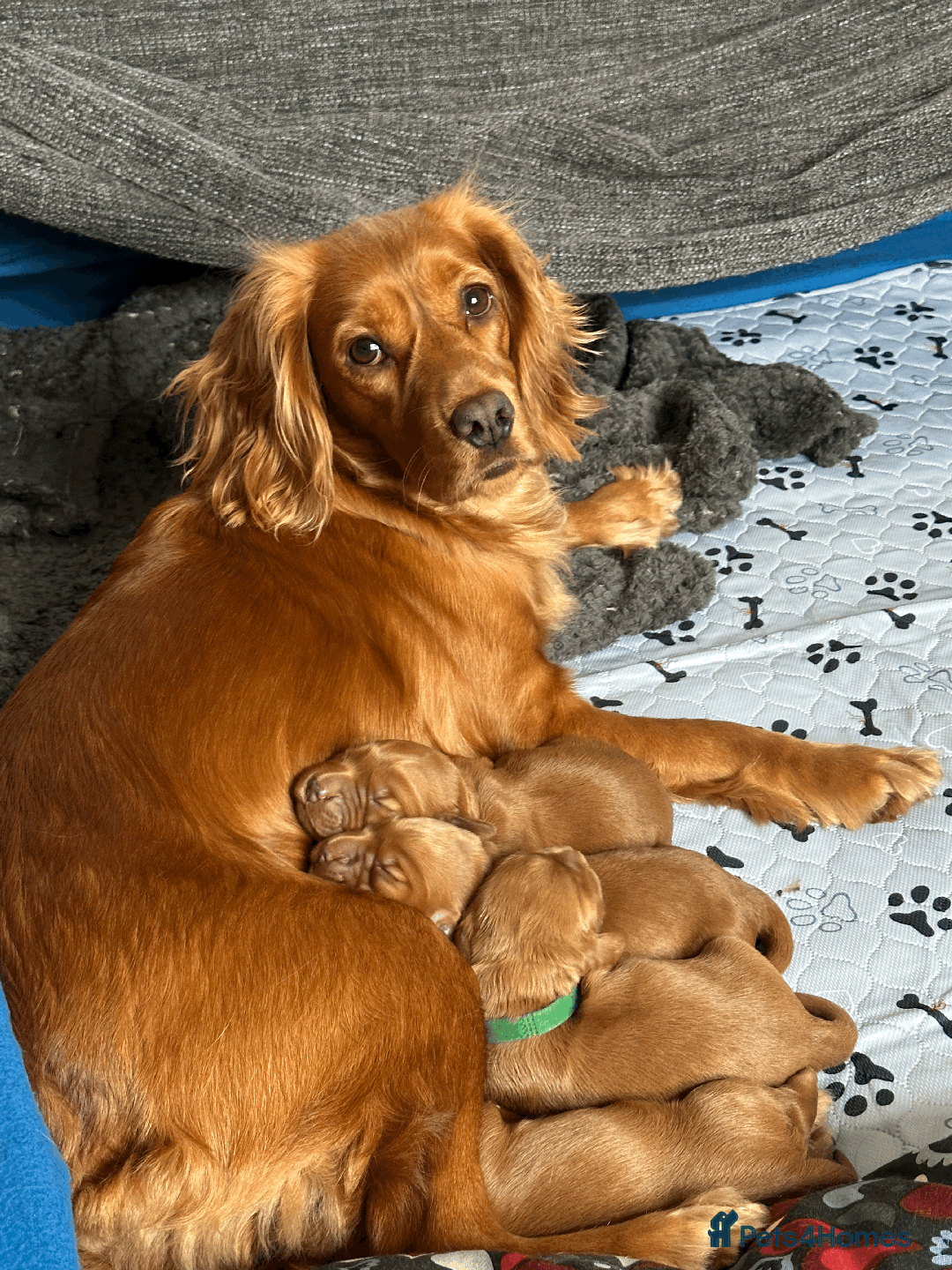Cocker Spaniel dogs for sale: Pedigree Cocker Spaniel Puppies  - Image 15