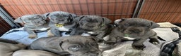 Cane Corso dogs for sale: CANE CORSO TOP QUALITY STRAJANO BLOODLINE FERMINTO - Advert 14