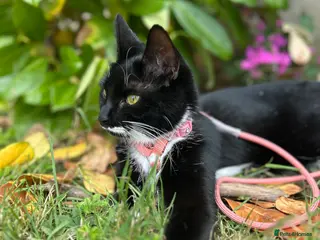 Mixed Breed cats 2 male kittens - Advert 1