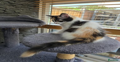 Mixed Breed cats - Advert 4