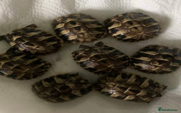 Hermann Tortoise reptiles for sale: 2025 baby hermann tortoises  - Image 4