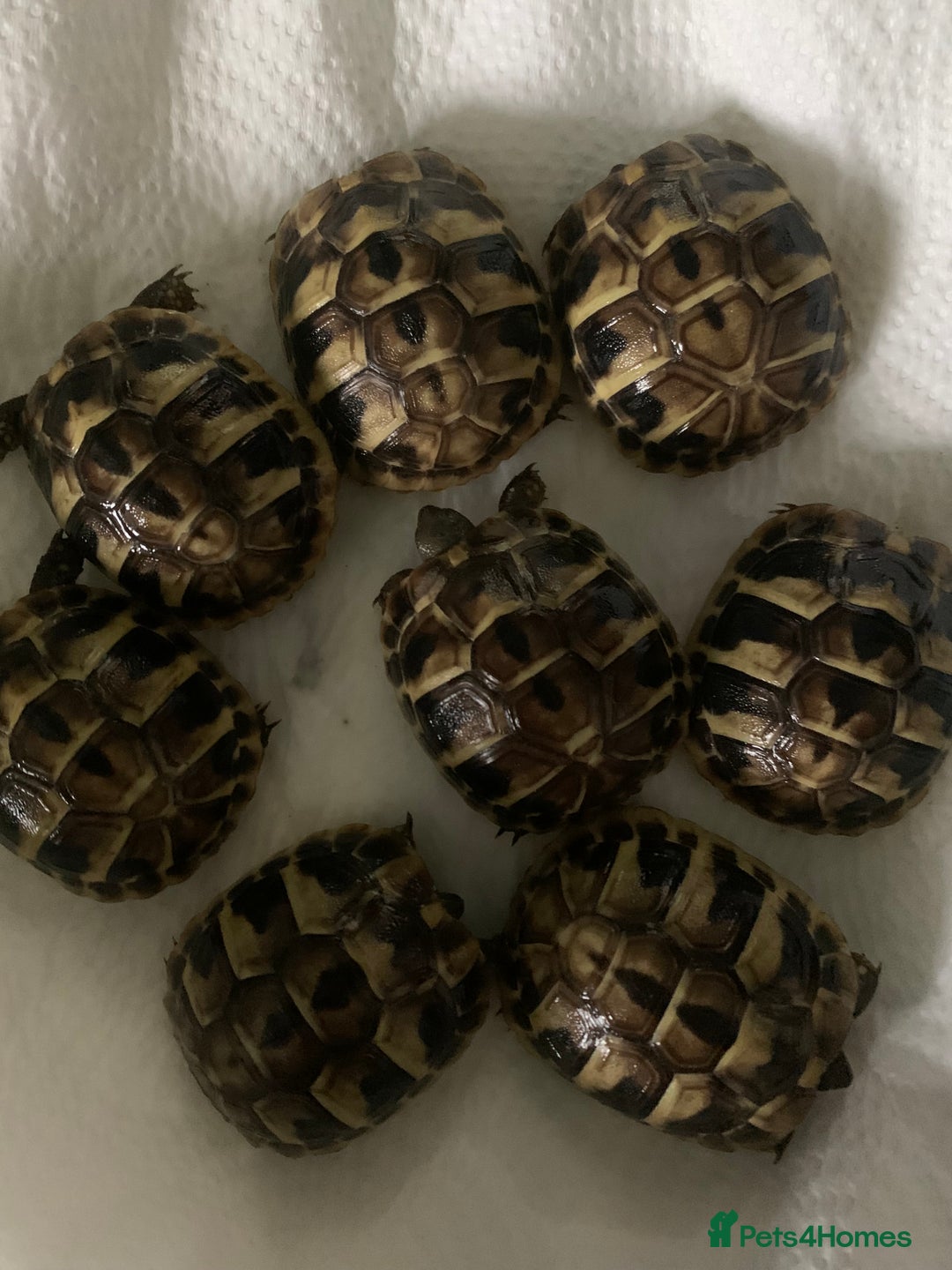 Hermann Tortoise reptiles for sale: 2025 baby hermann tortoises  - Image 4