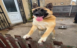 Mixed Breed dogs for sale: American Akita cross Belgian Malinois  - Image 1