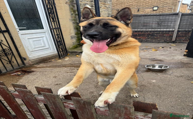 Mixed Breed dogs - Advert 1
