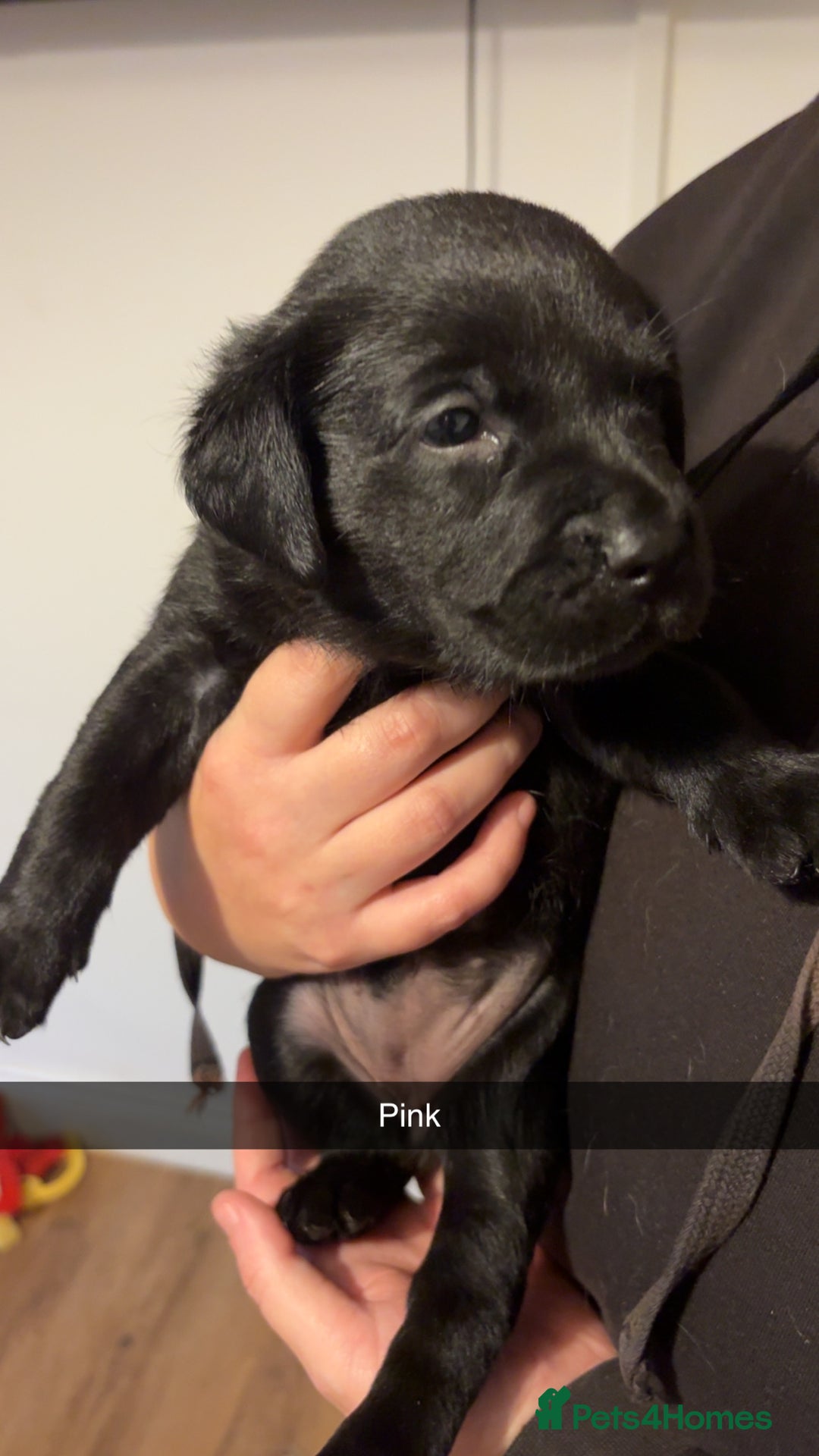 Labrador Retriever dogs for sale: Purebred Labrador  - Advert 4