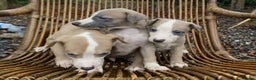 Whippet dogs for sale: Stunning whippet pups - Advert 14