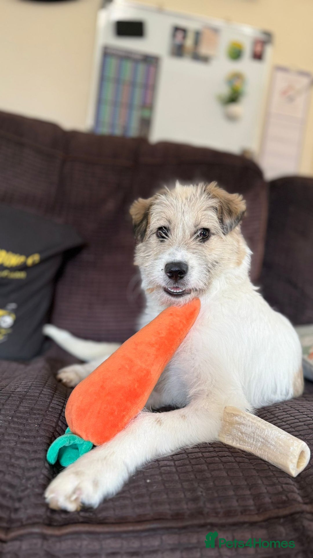 Mixed Breed dogs for adoption: Pumpkin for adoption - Advert 8