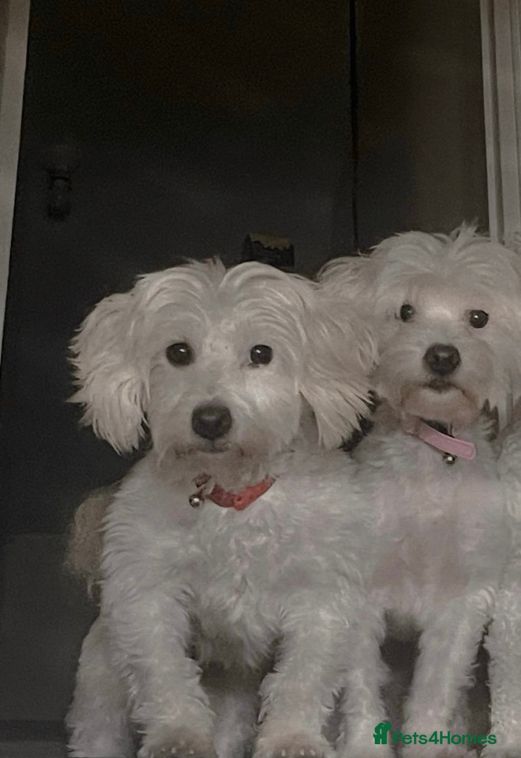 Maltese dogs Two Maltese Bichon Dogs Looking for a Loving Home  - Advert 4
