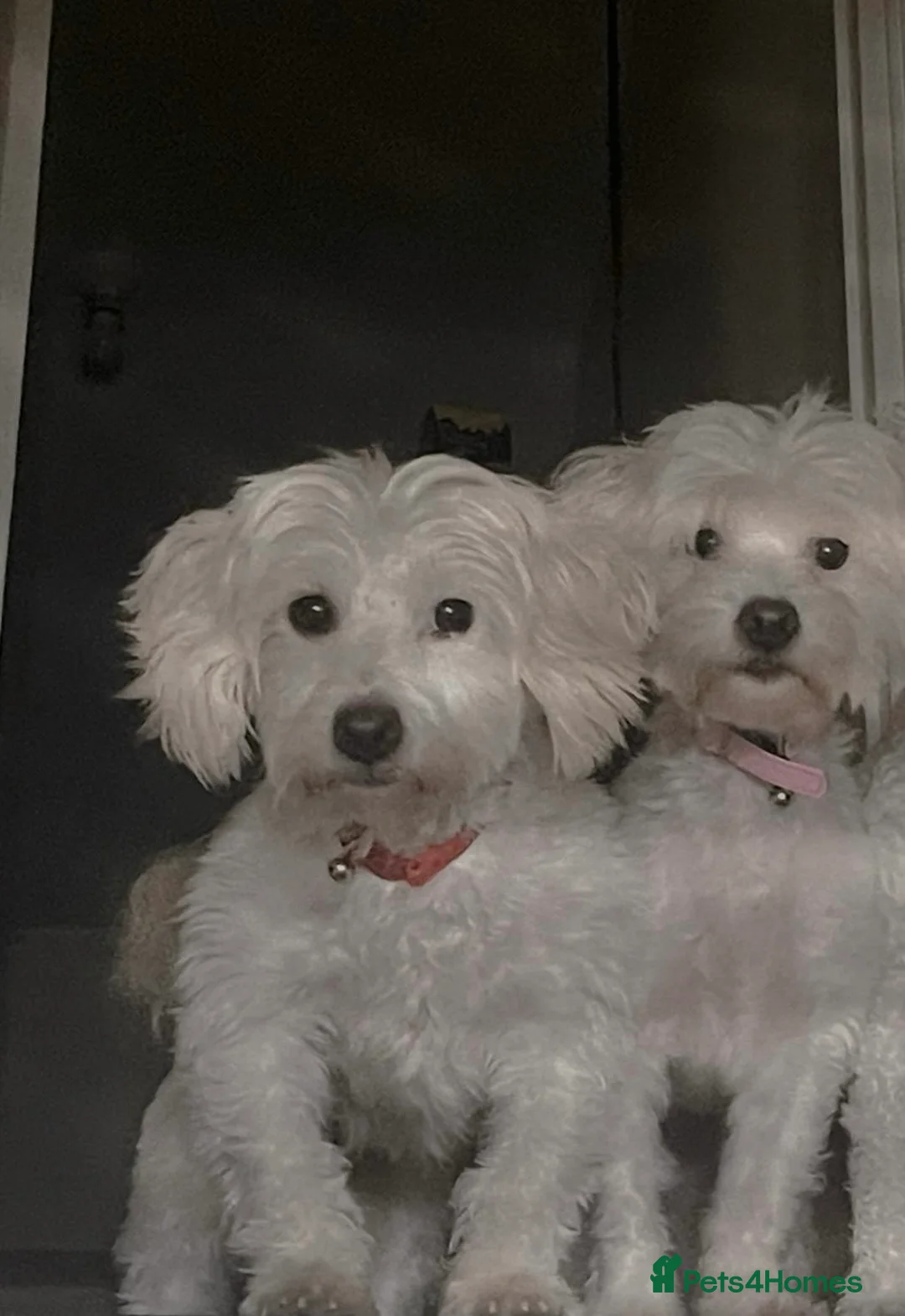 Maltese dogs for sale: Two Maltese Bichon Dogs Looking for a Loving Home  - Advert 1