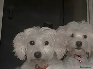 Maltese dogs Two Maltese Bichon Dogs Looking for a Loving Home - Advert 4