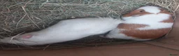 Guinea Pig rodents for sale: PEANUT & CHARLIE BROWN bonded male guineapigs  - Advert 2