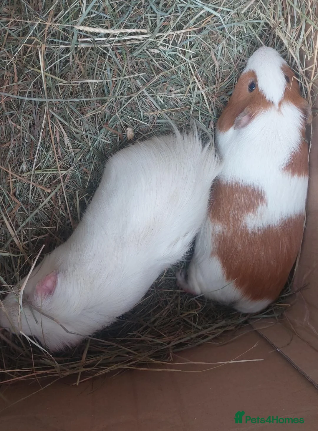 Guinea Pig rodents for sale: PEANUT & CHARLIE BROWN bonded male guineapigs  - Advert 2