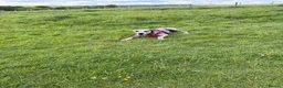 Great Dane dogs for sale: Merlin 8 month old Great Dane puppy - male  - Advert 4