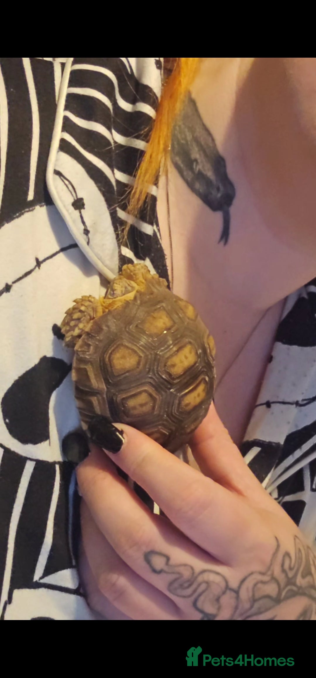 Tortoise reptiles for sale: Baby sulcata tortoise - Advert 2