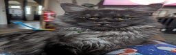 Maine Coon cats for sale: 6 Beautiful main coon kittens - Advert 8