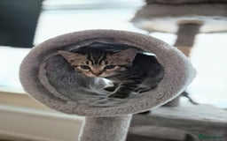British Shorthair cats for sale: FOUND NEW HOMES - CUTE BROWN TABBY KITTEN  - Image 7