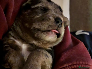 American Bully dogs - Advert 3