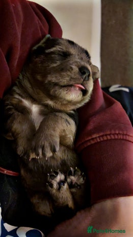 American Bully dogs - Advert 5