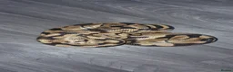 Python Snake reptiles for sale: Large pastel male  - Advert 3