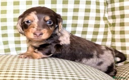 Miniature Dachshund dogs for sale: Miniature Long Haired Dachshund Puppies - Advert 7