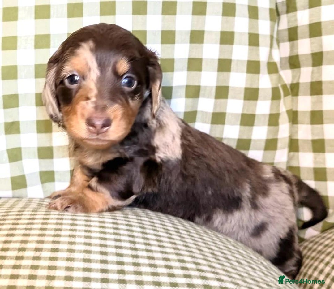 Miniature Dachshund dogs for sale: Miniature Long Haired Dachshund Puppies - Advert 7