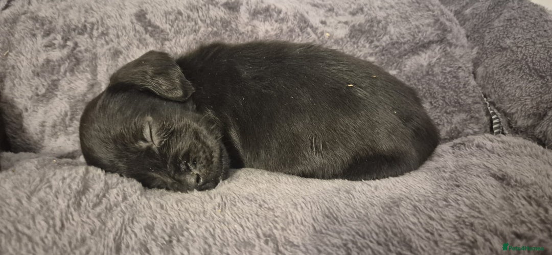 Springador dogs for sale: Stunning springerdors  - Advert 8