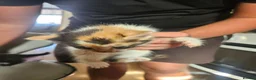 Mixed Breed cats for sale: Kitten - Advert 7