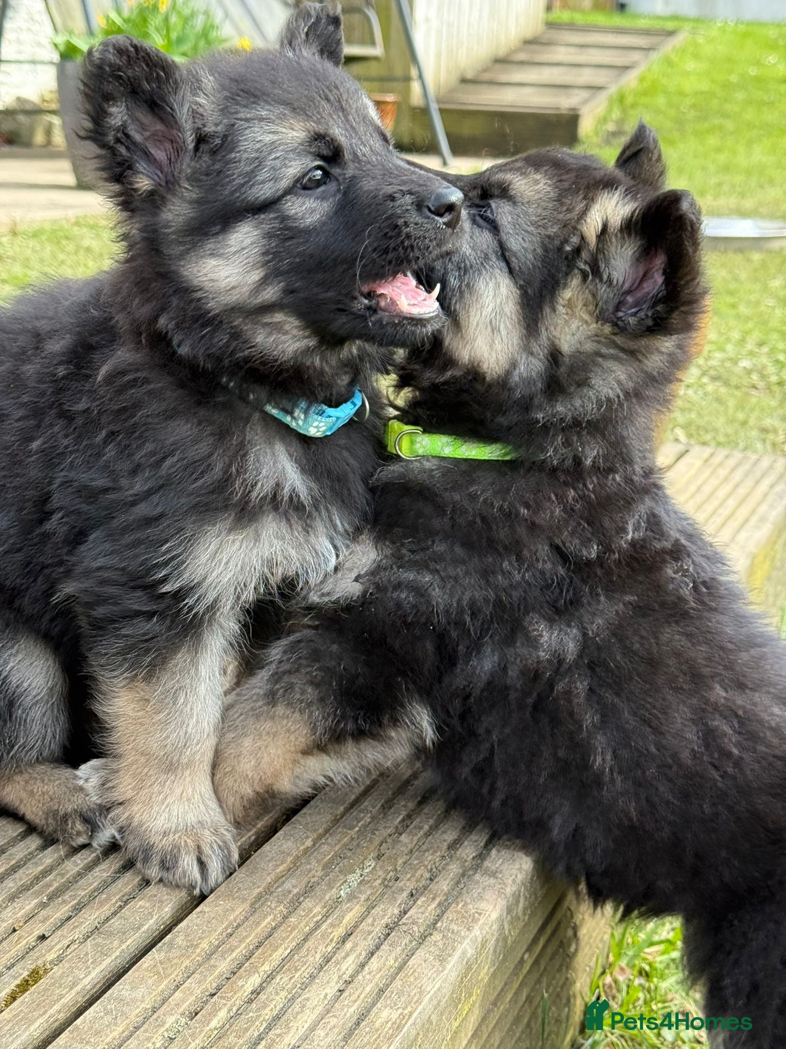 German Shepherd dogs German shepherd puppies - Advert 2