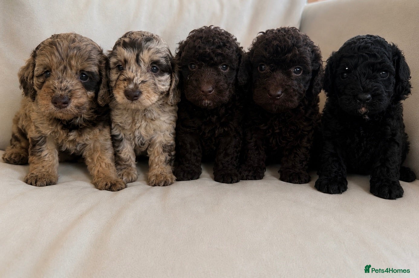Cockapoo dogs 5 stunning cockapoo  - Advert 1
