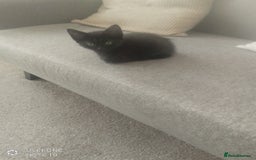 Mixed Breed cats for sale: Kittens - Image 4