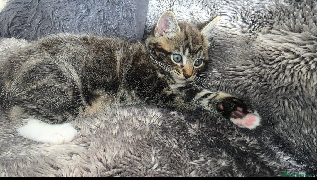 Mixed Breed cats for sale: Three lovely kittens are looking for forever home - Image 15