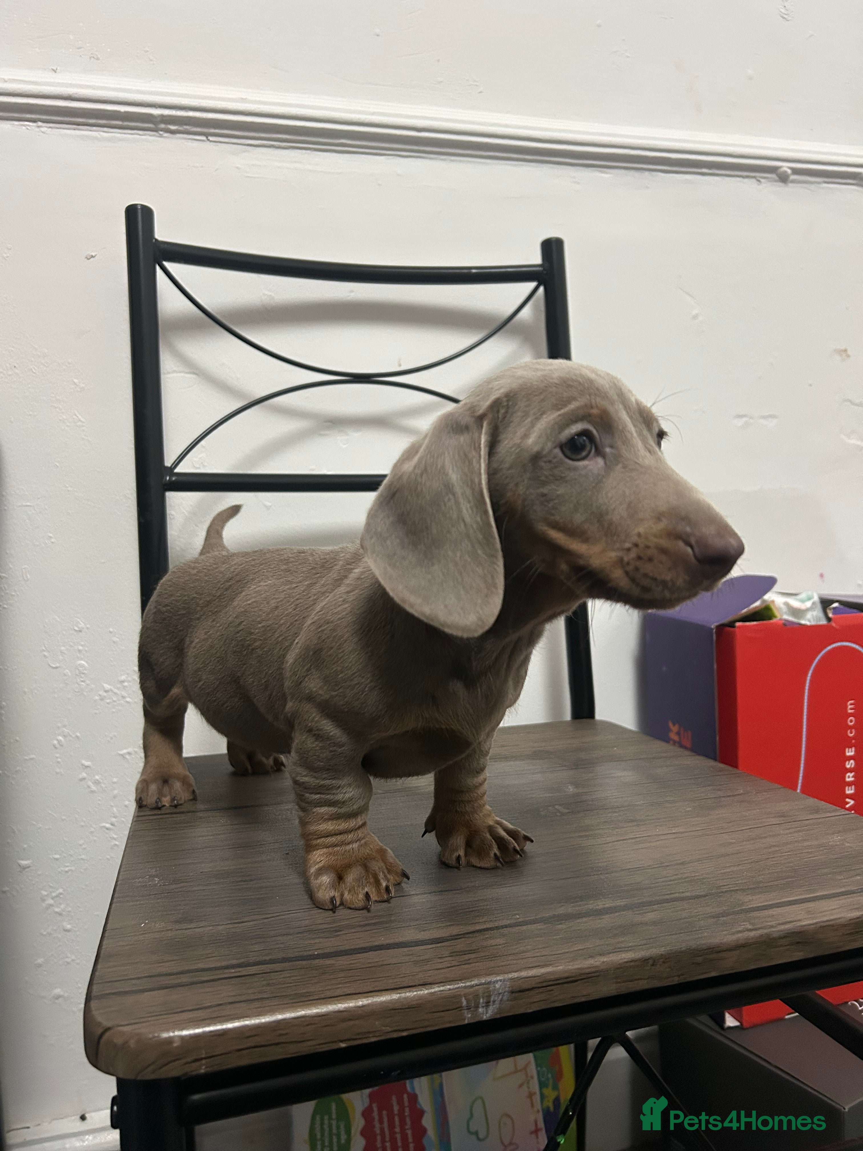 Miniature Dachshund dogs ❤️❤️Last Male Miniature Dachshunds❤️❤️ - Advert 6