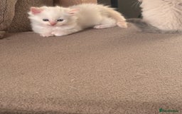 Ragdoll cats for sale: Ragdoll Kittens  - Image 25