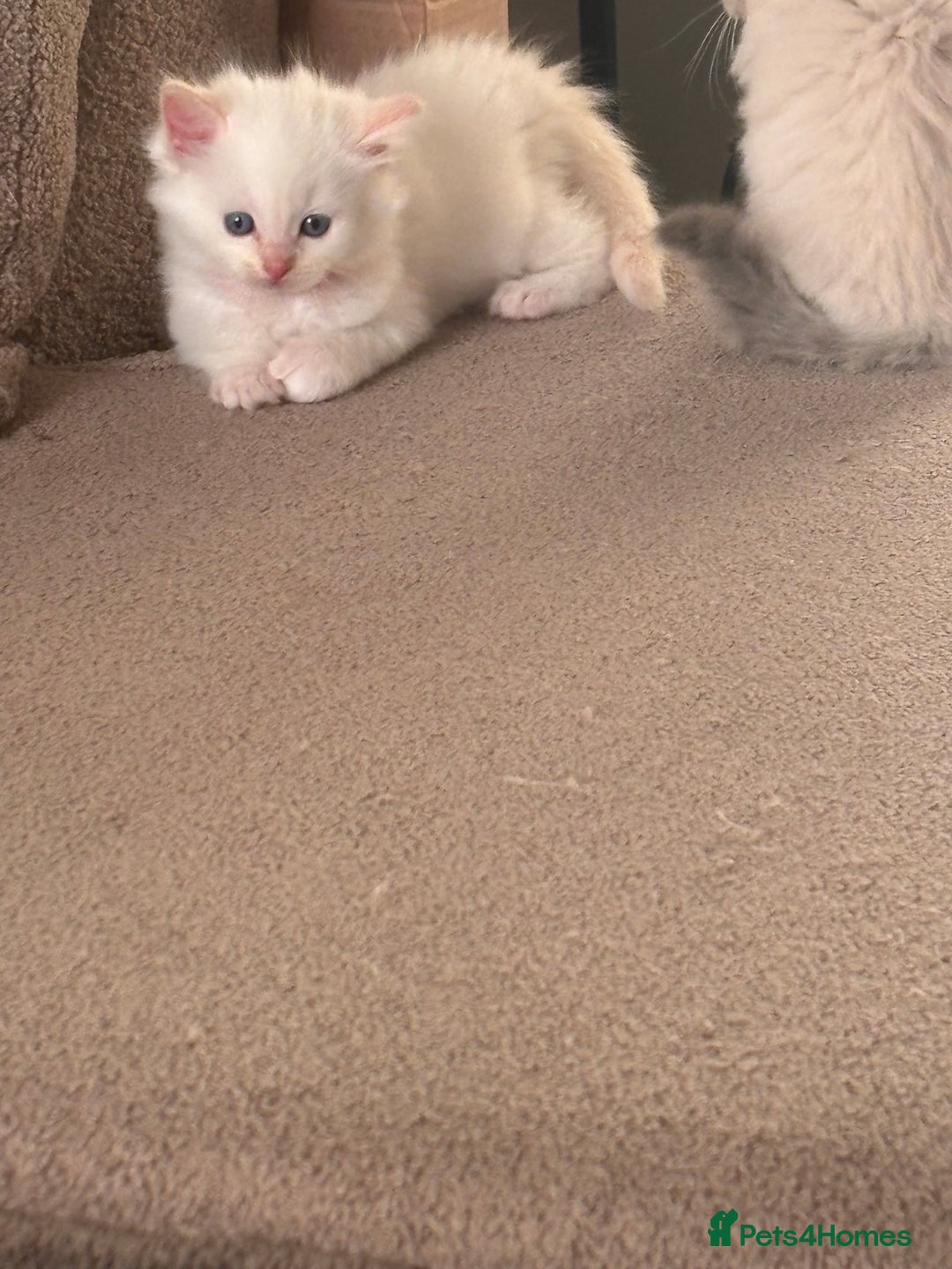 Ragdoll cats for sale: Ragdoll Kittens  - Image 25