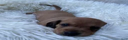 Dachshund dogs for sale: 🐾 3 Stunning Dachshund Puppies – Loving Homes ❤️ - Advert 13