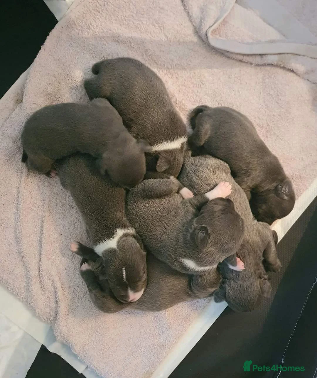 Staffordshire Bull Terrier dogs for stud: 💙 EXPERIENCED 50+ BLUE STUD in Erith - Advert 10