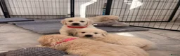 Golden Retriever dogs for sale: Kc registered fully health tested parents  - Advert 13