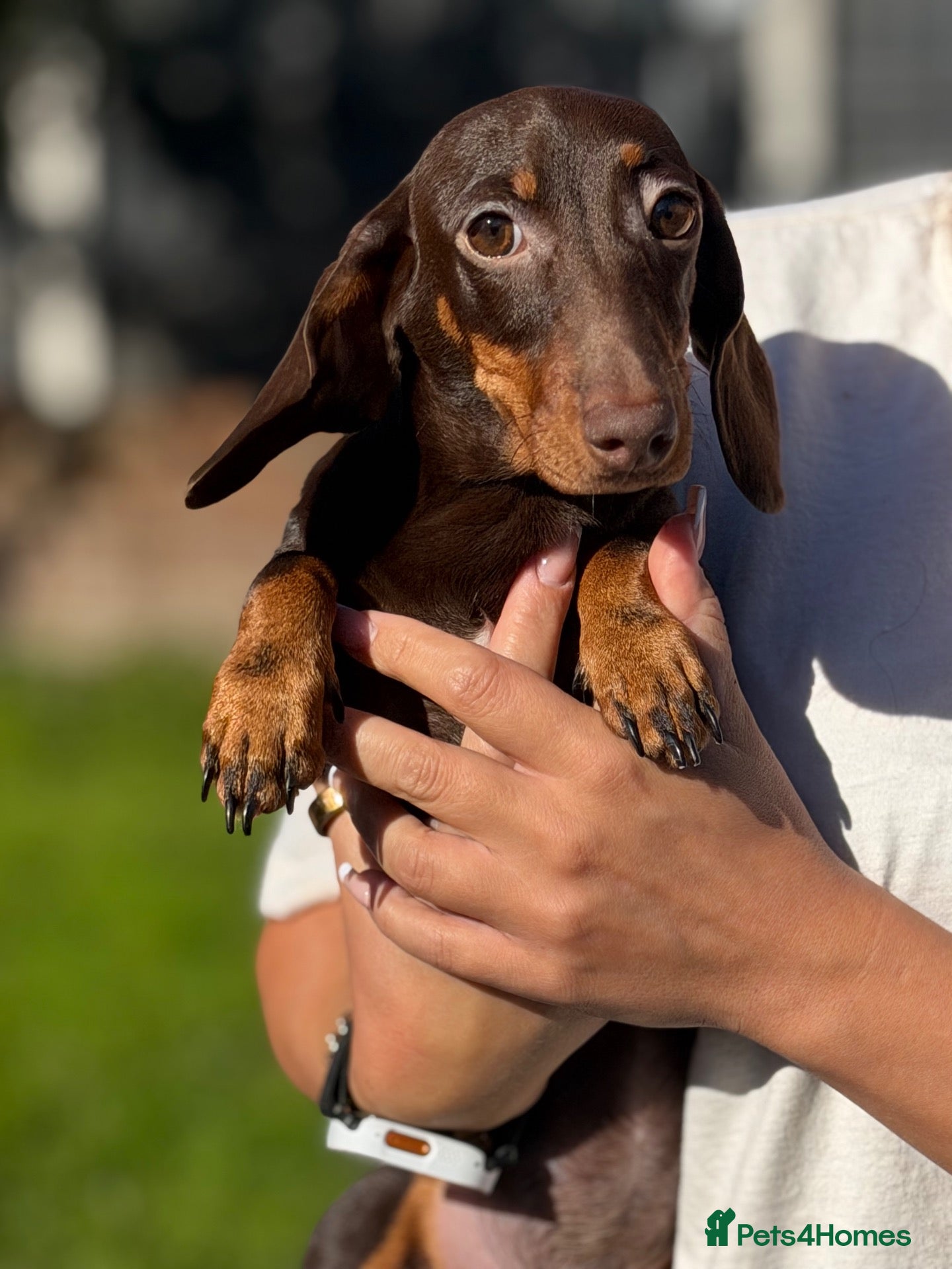 Miniature Dachshund dogs Miniature dachshund puppies  - Advert 2