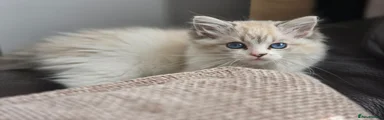 Ragdoll 3