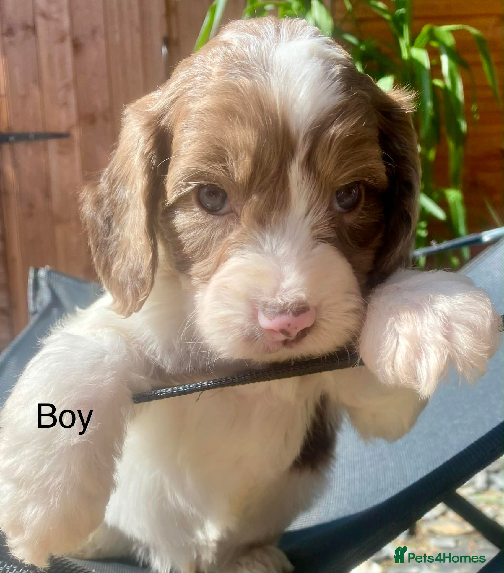 Sproodle dogs 🐶💕Adorable Sprockerpoo Puppies🐶💕 - Advert 1