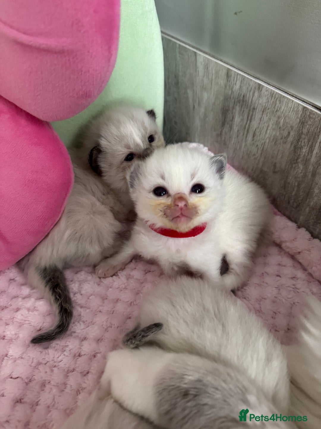 Ragdoll cats for sale: Beautiful Ragdoll Kittens  - Image 20
