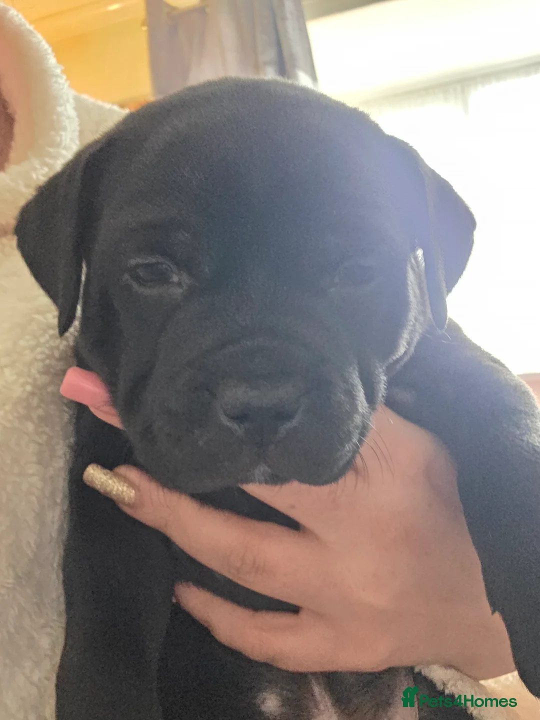 Staffordshire Bull Terrier dogs for sale: Stunning KC staffordshire bull terrier puppies  - Advert 16
