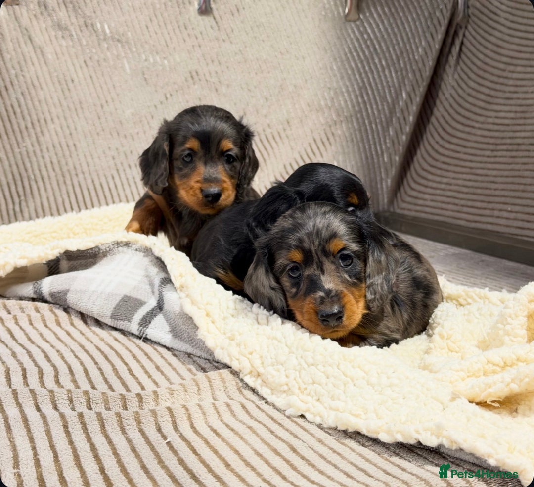 Miniature Dachshund dogs for sale: STUNNING LONG HAIRED KC MINI DACHSHUND PUPPIES - Advert 6