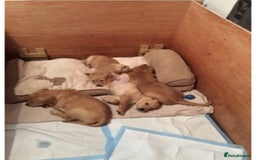 Golden Retriever dogs for sale: **True Gold** Pure Golden Retriever Puppies - Image 24