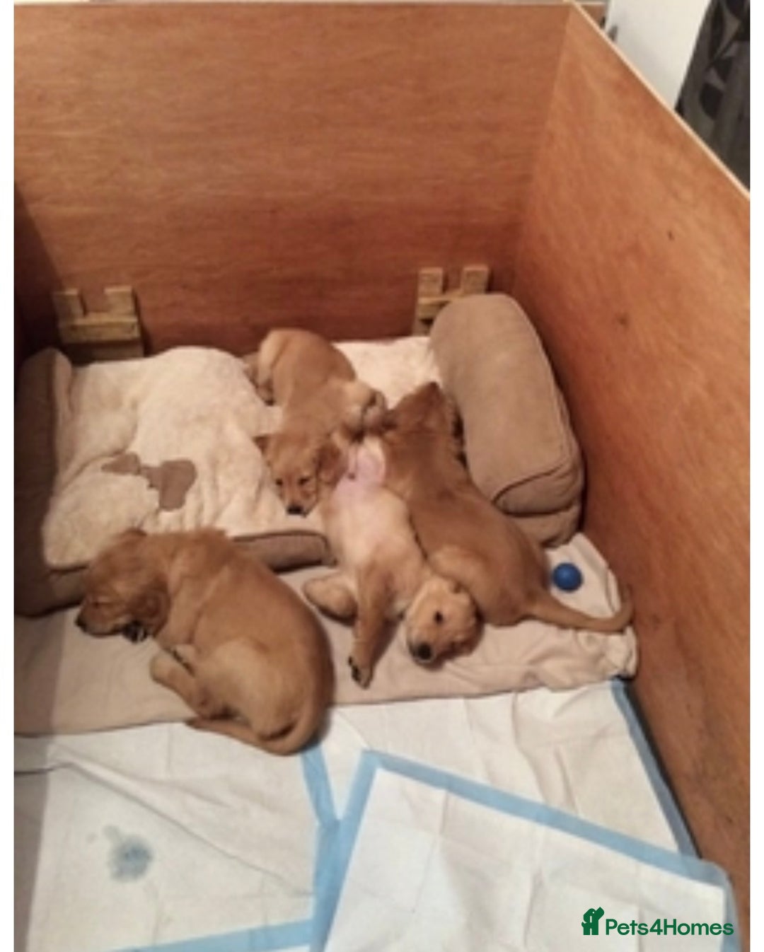 Golden Retriever dogs for sale: **True Gold** Pure Golden Retriever Puppies - Image 24