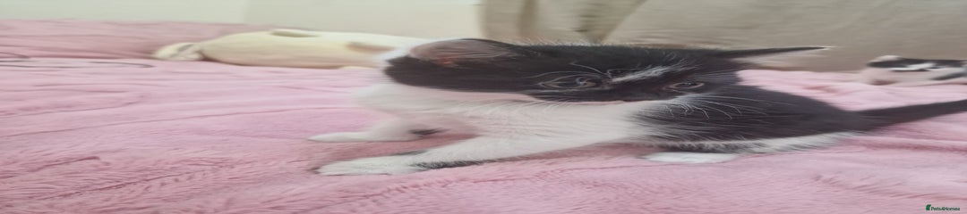 Mixed Breed Kitten 3