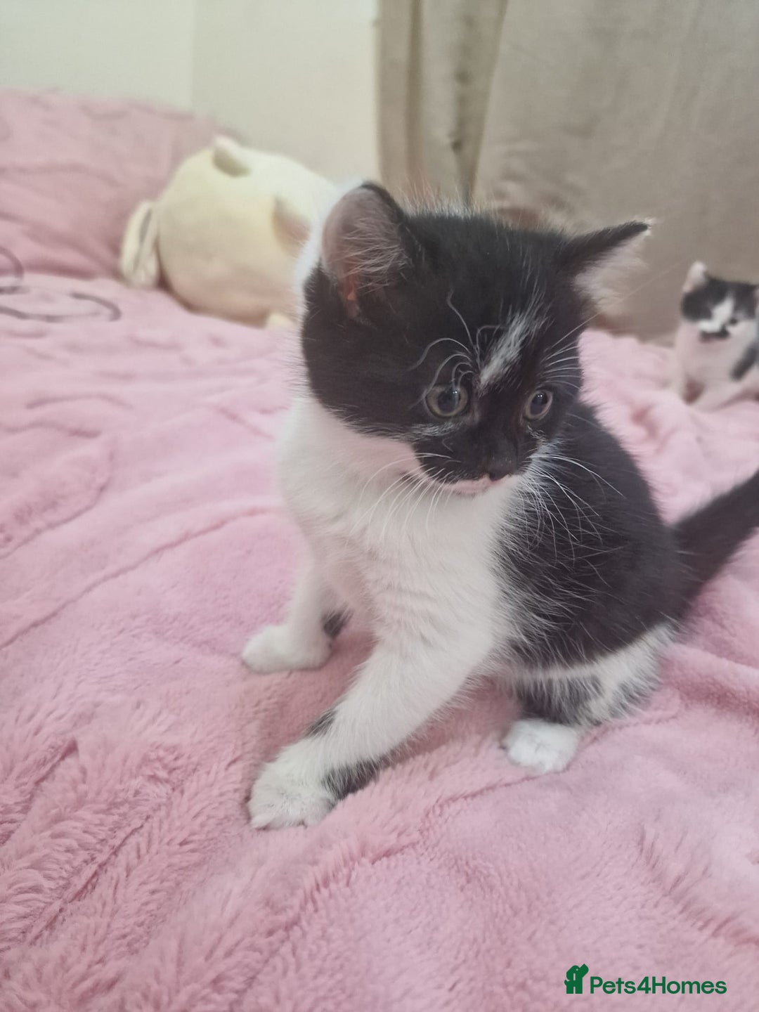 Mixed Breed cats for sale: Black and white cute kittens  - Image 8