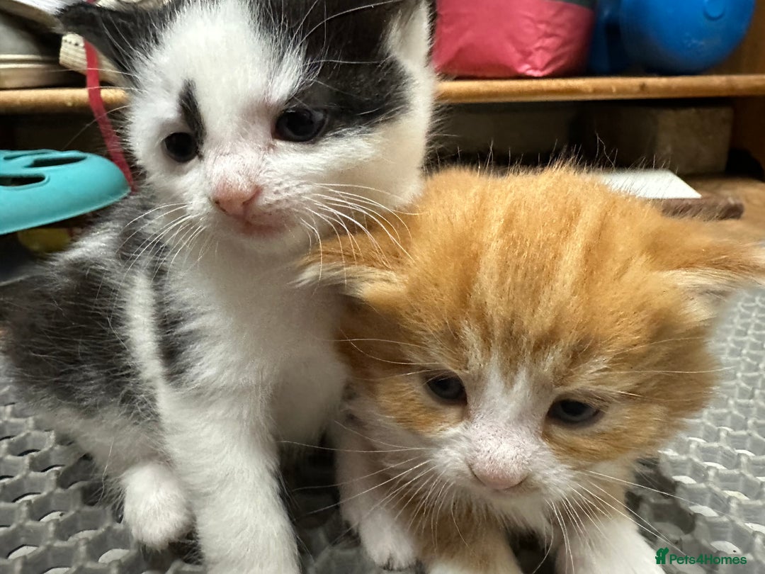 British Longhair cats for sale: Two gorgeous kittens  - Image 5