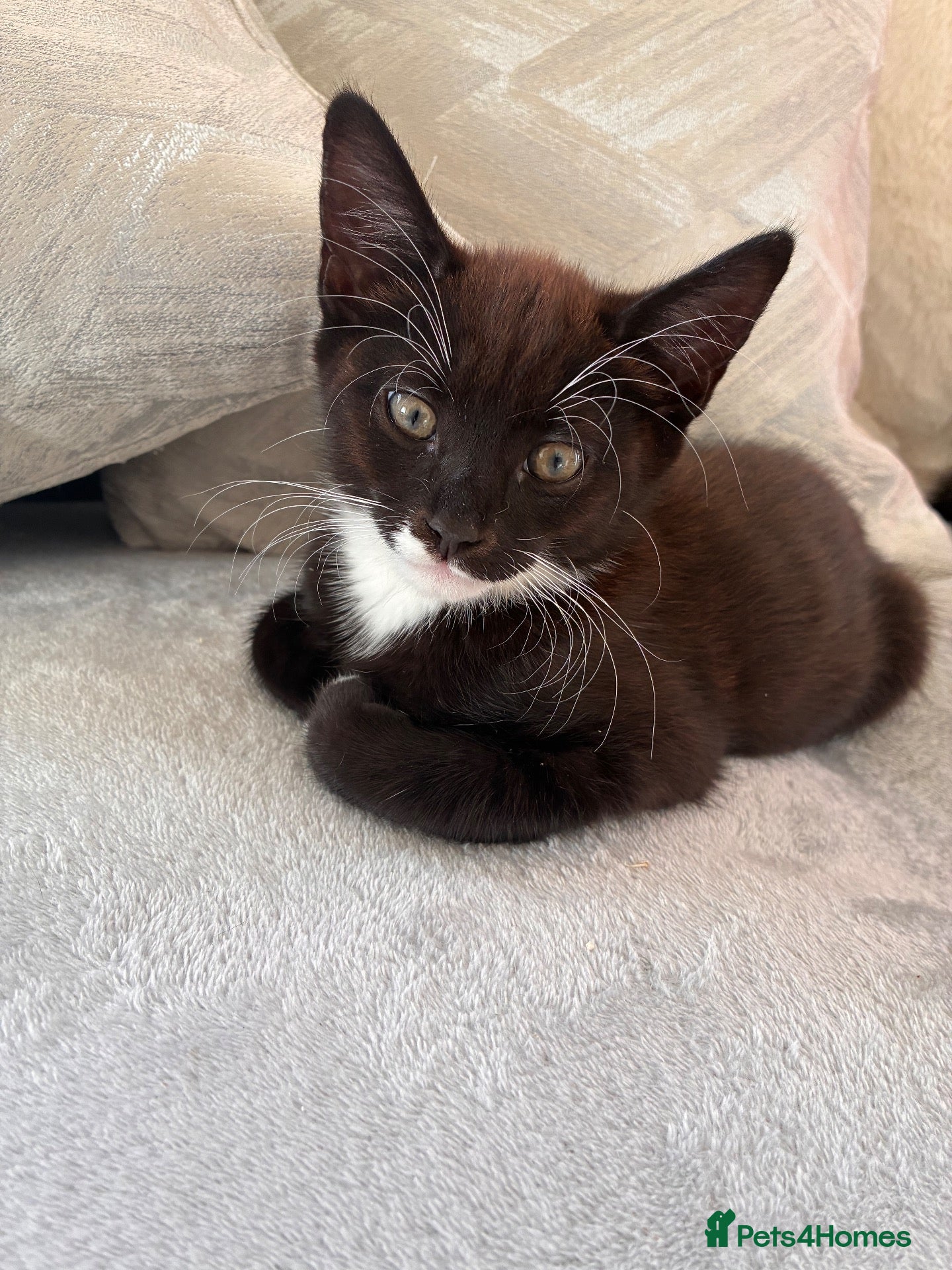 Mixed Breed cats Last kitten for sale  - Advert 15
